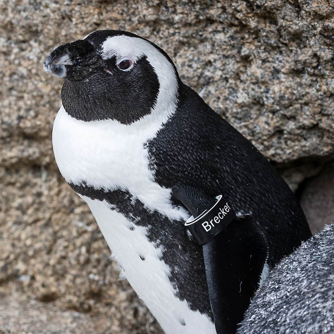 San Diego Zooのインスタグラム