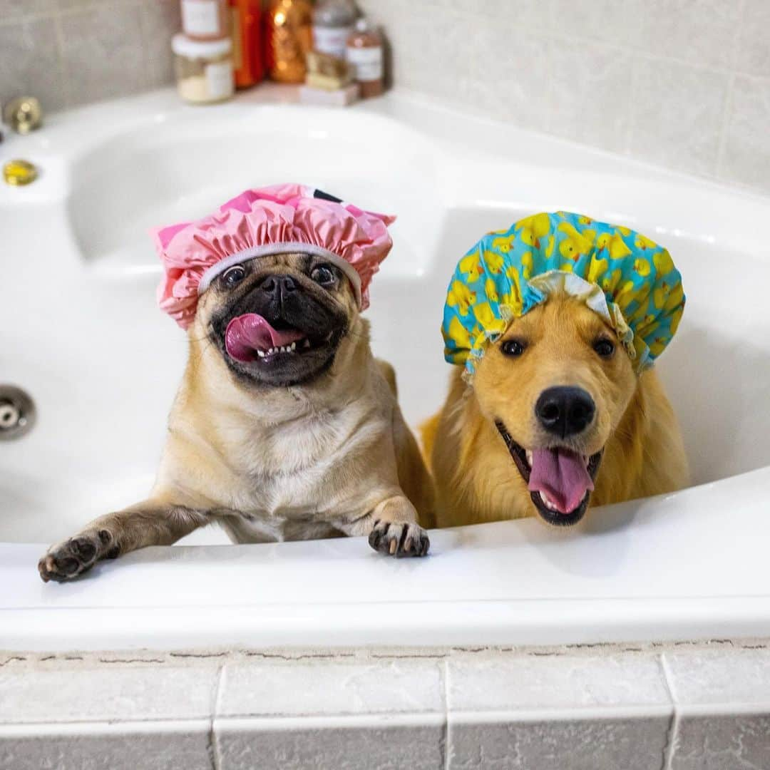 itsdougthepugさんのインスタグラム写真 - (itsdougthepugInstagram)「“Rub a dub dub, just two bros in the tub” -Doug • w/ @ramenthegoldennoodle」6月27日 0時45分 - itsdougthepug