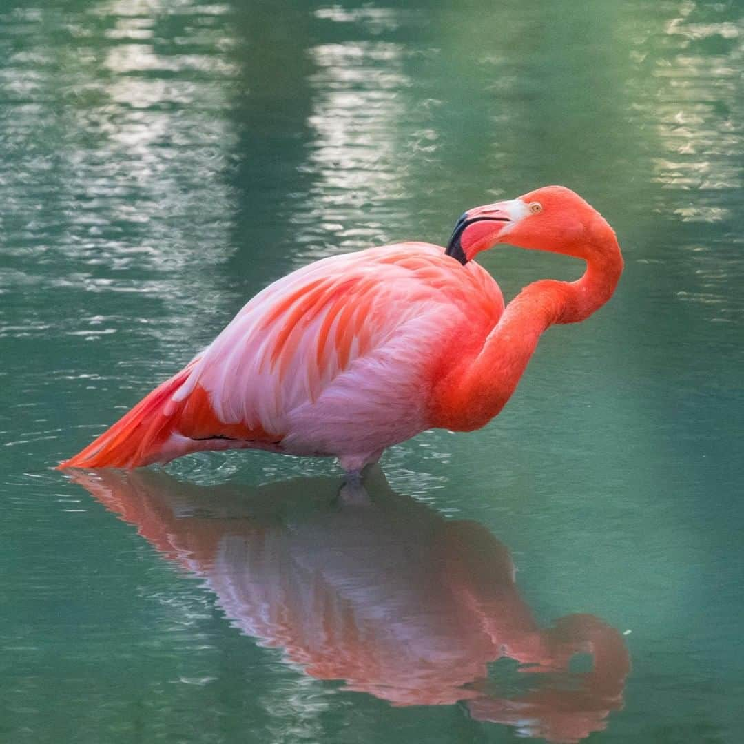 アニマルプラネットさんのインスタグラム写真 - (アニマルプラネットInstagram)「Fun fact about flamingos: they have piston-like tongues. Using this powerful tongue, they can slurp up all sorts of small animals from the seafloor. . . . . . #animalplanetupclose #animalsofinstagram #animalplanet #animaloftheday #wild #wildlife #outdoors #animals #wildanimals #conservation #nature #animallovers #instanature #wildgeography #flamingo #bird #birdofig #caribbean」6月27日 1時00分 - animalplanet