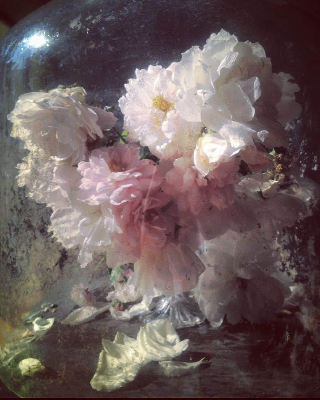 Instagramさんのインスタグラム写真 - (InstagramInstagram)「“Roses have such a strong cultural and symbolic value,” says photographer and director Nick Knight (@nick_knight). “I happily photograph them for hours on end, carefully studying their forms, which can remind me of so many things: sometimes an artist’s brushstroke or a couture dress.” “In my professional life,” says Nick, “I can have between 35 and 70 people on my set. So to be able to sit quietly alone in my kitchen and totally concentrate on these beautiful and fragile blooms from my garden is a pure form of joyful meditation for me.” Photos by @nick_knight」6月27日 1時10分 - instagram