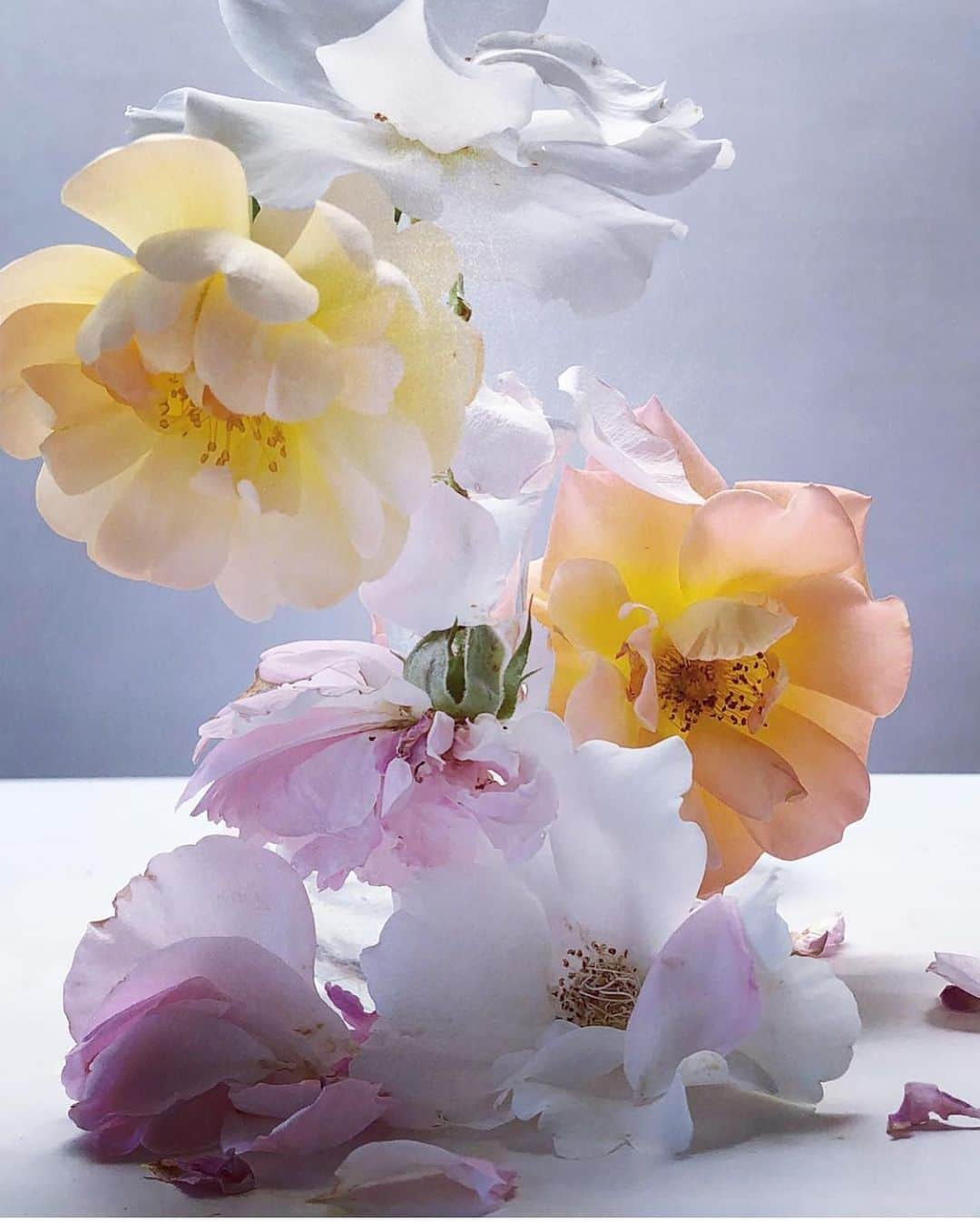 Instagramさんのインスタグラム写真 - (InstagramInstagram)「“Roses have such a strong cultural and symbolic value,” says photographer and director Nick Knight (@nick_knight). “I happily photograph them for hours on end, carefully studying their forms, which can remind me of so many things: sometimes an artist’s brushstroke or a couture dress.” “In my professional life,” says Nick, “I can have between 35 and 70 people on my set. So to be able to sit quietly alone in my kitchen and totally concentrate on these beautiful and fragile blooms from my garden is a pure form of joyful meditation for me.” Photos by @nick_knight」6月27日 1時10分 - instagram