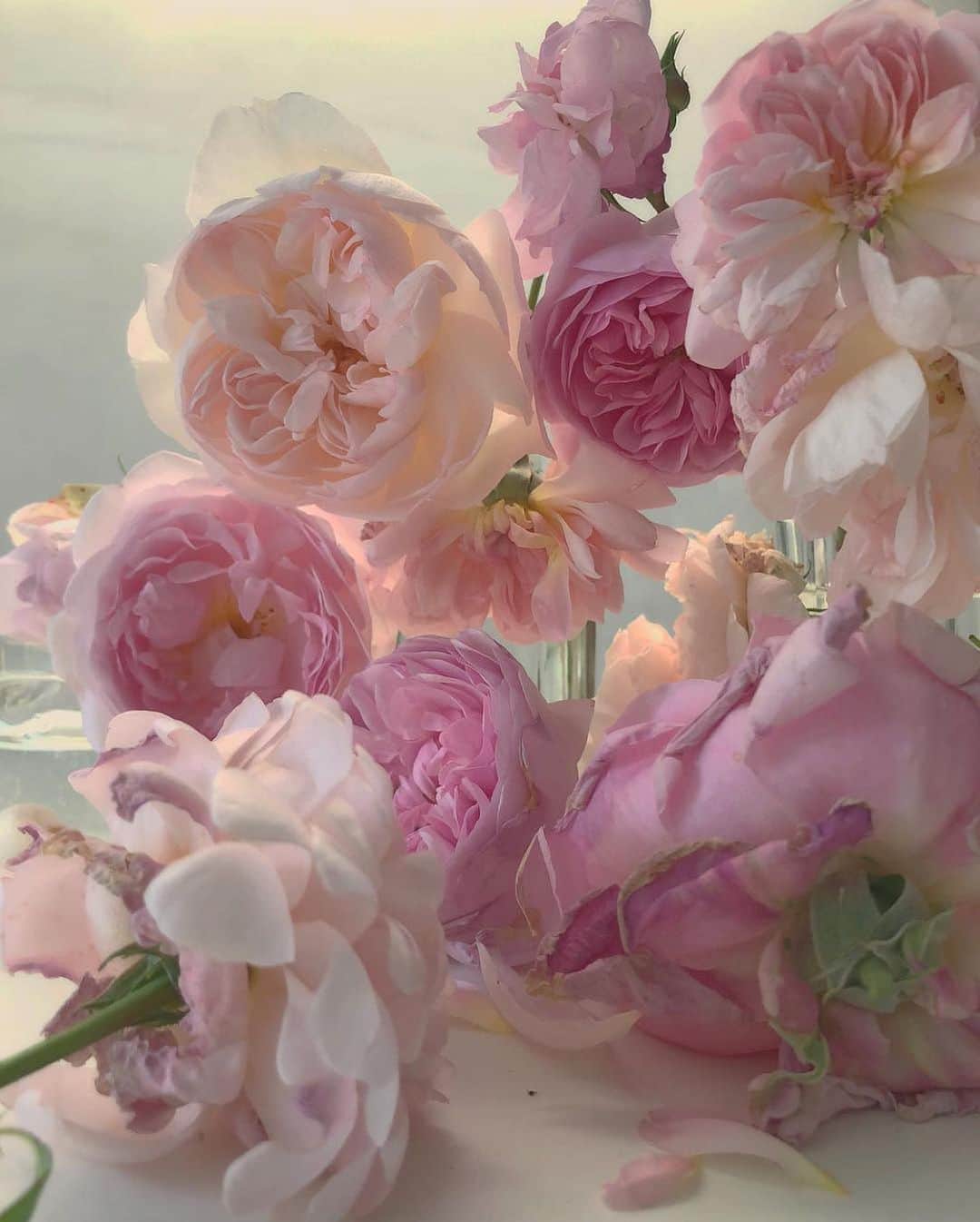 Instagramさんのインスタグラム写真 - (InstagramInstagram)「“Roses have such a strong cultural and symbolic value,” says photographer and director Nick Knight (@nick_knight). “I happily photograph them for hours on end, carefully studying their forms, which can remind me of so many things: sometimes an artist’s brushstroke or a couture dress.” “In my professional life,” says Nick, “I can have between 35 and 70 people on my set. So to be able to sit quietly alone in my kitchen and totally concentrate on these beautiful and fragile blooms from my garden is a pure form of joyful meditation for me.” Photos by @nick_knight」6月27日 1時10分 - instagram
