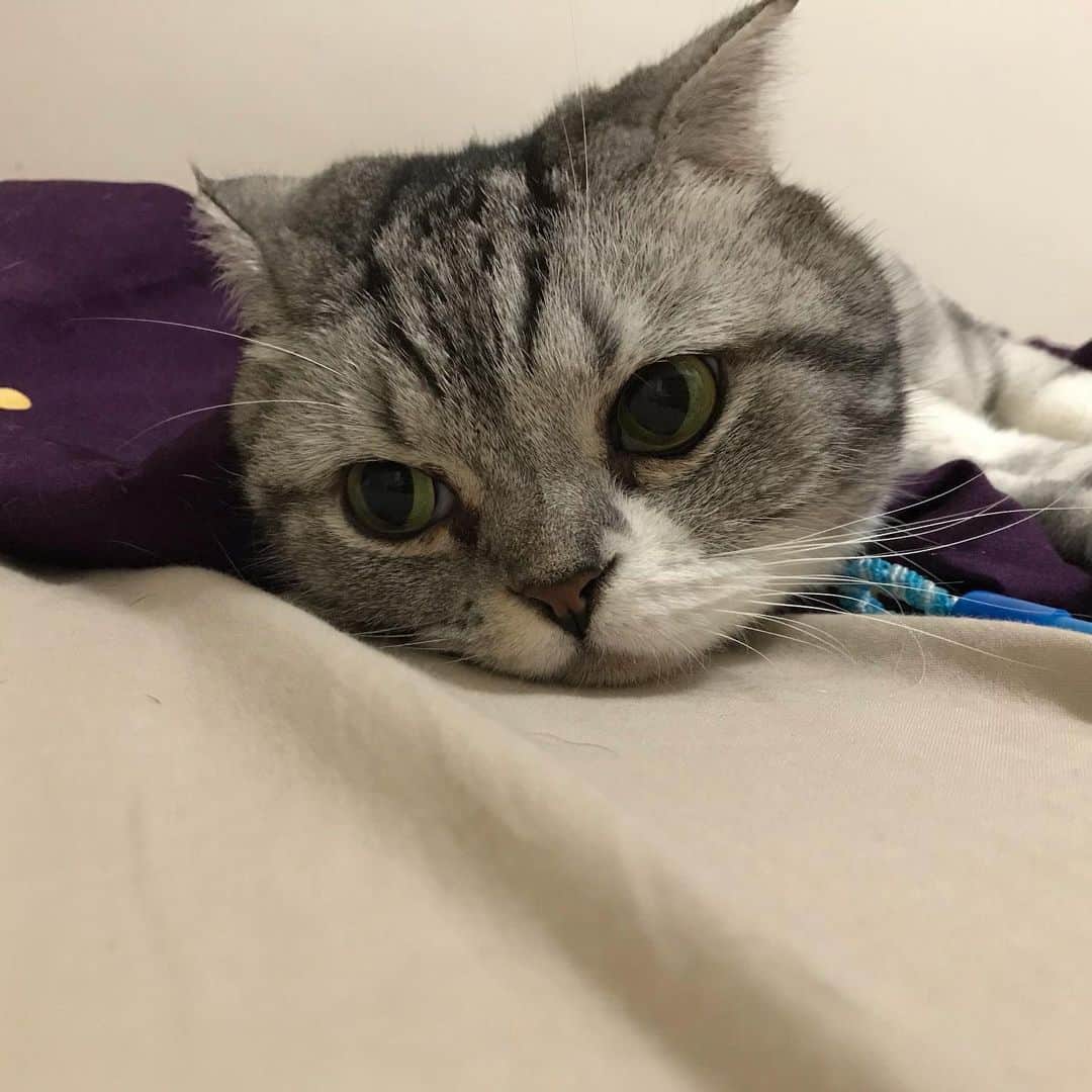 のインスタグラム：「じゃらし？見てないけど。 . #cat#catstagram #catsofinstagram #instacat #cutecat #katsuo #」