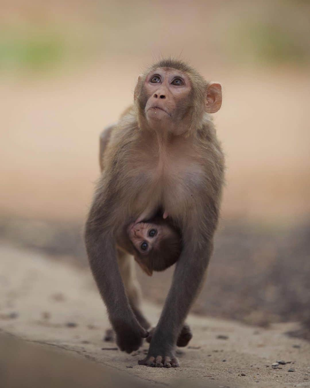 Discoveryさんのインスタグラム写真 - (DiscoveryInstagram)「Hang in there. 🐒 📸 by Rituraj Jaiswal (@riturajrahi) . . . . #photography #photooftheday #explore #naturephotography #nature #potd #travelIG #wow #wildlife #wildlifeIG #monkey #baby #cute #wednesdaywisdom」6月27日 1時18分 - discovery