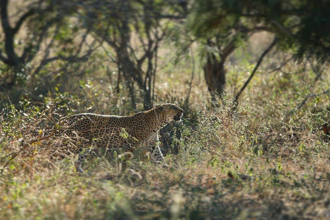 Kevin Richardson LionWhisperer さんのインスタグラム写真 - (Kevin Richardson LionWhisperer Instagram)「So blessed to have seen and captured this leopardess as she went about her business on a recent trip to #krugernationalpark The bush is full of surprises and that’s why I love it. We had seen nothing for ages and then as we came around a bend chatting away, we couldn’t believe our eyes. She was walking on the edge of the road nonchalantly without a care in the world. We were also lucky enough to be the only vehicle on the sighting for sometime before others joined. 1 minute earlier or later we wouldn’t have seen her. Timing is everything. Isn’t that just so cool! #lovethebush #lowveld #leopard #reconnectwithnature #specialmemories #specialmoments #savehabitat #saveleopards」6月27日 1時46分 - lionwhisperersa