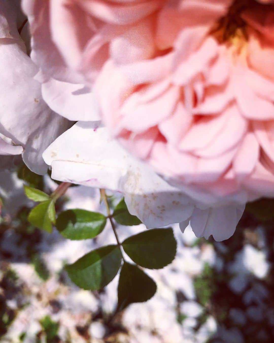 Tea and sittingさんのインスタグラム写真 - (Tea and sittingInstagram)「🌸...I took my bike back to be fixed again today as the gears kept clunking in a really unhealthy way...so I had a walk home through the park collecting sounds...the massively scented rose garden held me up for quite a while as did these rose heads which had been put into the park pond!! This post shows a selection of my favourite bits from my walk home from an old lady’s squeaky trolly to some wabi sabi tiles.. 🌿👂🏼🗯 ( you can see lots more in my Stories today including the ‘reality’ of this shot! ) #sensoryart #thesenses #consciouscreativity #myghostposts」6月27日 1時56分 - 5ftinf