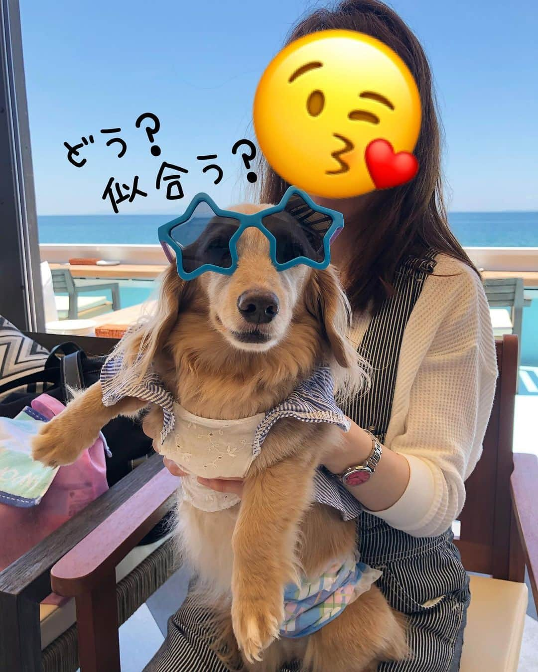 チズさんのインスタグラム写真 - (チズInstagram)「マロ君🐶イケてるわぁー💖 海辺⛱のテラスにぴったりね🐾  #グラサン犬 ✨ #グラサン男子 🕶 #ダイソー#100均  #サングラス最高 ‼️ #ハズキルーペ じゃないよ😎 #店員さん #二度見 笑。 #それだけ素敵ってこと 💕 #犬とお出かけ 🐕💨 #オーシャンビュー 🏝 #旅は犬連れ  #Mダックス#ダックス#ミニチュアダックス #親父犬#シニア犬#ミニチュアダックスフンド #ミニチュアダックスクリーム#短足部 #短足犬#カニンヘンダックス #ダックス13歳#カニンヘンダックスフンド#犬は家族#犬のいる生活#インスタでわんこみるのが日課 ♡♡」6月27日 1時59分 - sqi.chizu