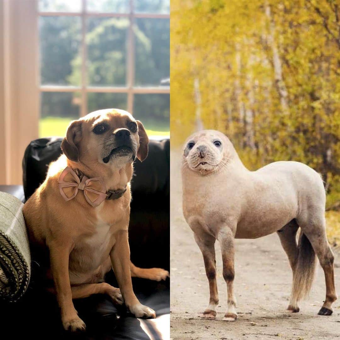 ジェームズ・ガンさんのインスタグラム写真 - (ジェームズ・ガンInstagram)「Lola’s DNA results are back and it turns out she’s a seal-pony. Cc @jenniferlholland #😳 #dog #puggle #pugglesofinstagram」6月27日 2時01分 - jamesgunn