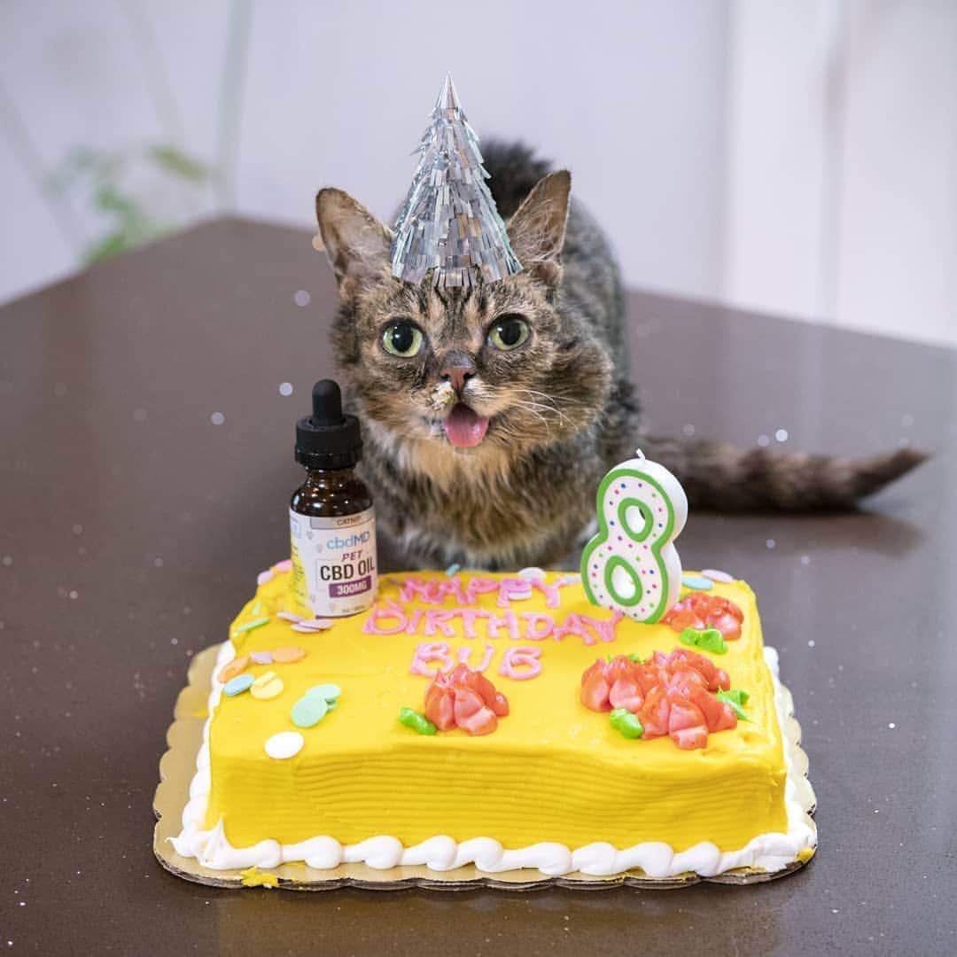 Lil BUBさんのインスタグラム写真 - (Lil BUBInstagram)「The best gift is BUB's health and well-being, and she celebrates her birthday all month long, so we made her a "Belated CBD Yogurt BUBirthday Cake" (video coming soon)! A huge thanks to @cbdmd.usa for helping her feel better for the past year. Give your pet (or yourself) the gift of CBD oil and get 20% off your first order with code BUB at the link in BUB's bio (www.cbdmd.com/bub)」6月27日 2時22分 - iamlilbub