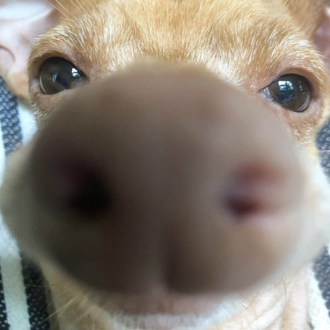 Tuna {breed:chiweenie} さんのインスタグラム写真 - (Tuna {breed:chiweenie} Instagram)「I nose it’s not in focus. 😬」6月27日 2時40分 - tunameltsmyheart