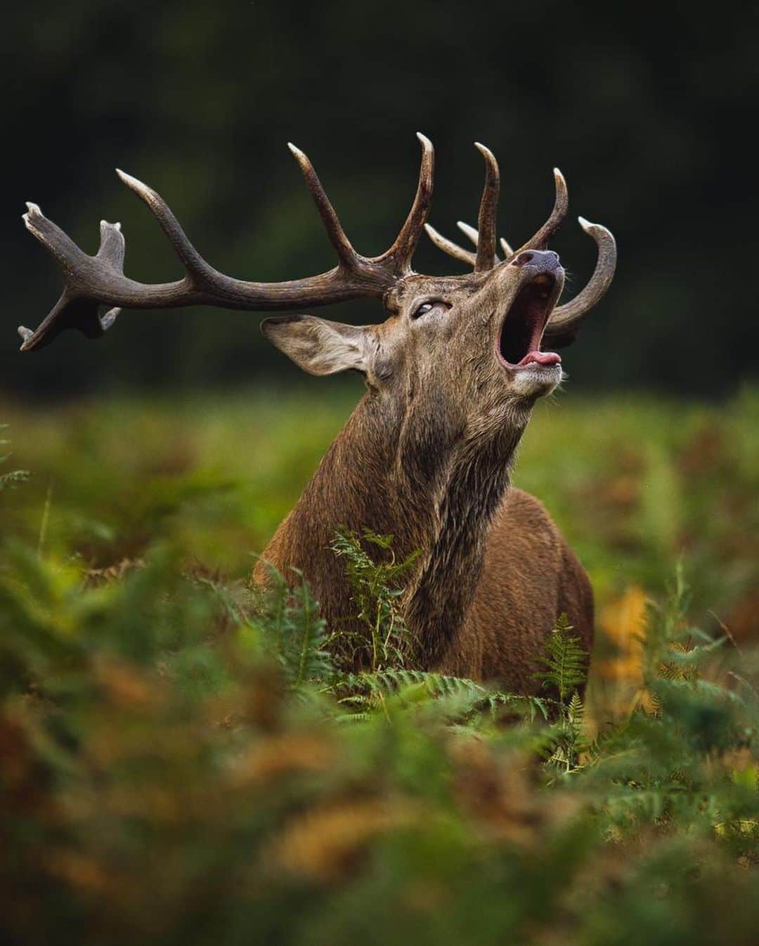 Canon Photographyさんのインスタグラム写真 - (Canon PhotographyInstagram)「@seanweeklywildlife // Photographing Red Deer has to be one of my favourite subjects to shoot. The sound of a red deer stag bellowing is both unmistakeable and unforgettable, and it still amazes me after many years photographing them. In Autumn stags are battling to show their dominance to gather together a harem of females in the hope to mate with as many of them as possible whilst fighting constant competition from older and younger stags.」6月27日 2時43分 - cpcollectives