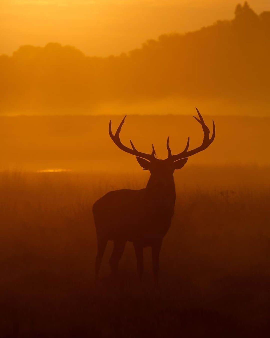 Canon Photographyさんのインスタグラム写真 - (Canon PhotographyInstagram)「@seanweeklywildlife // Photographing Red Deer has to be one of my favourite subjects to shoot. The sound of a red deer stag bellowing is both unmistakeable and unforgettable, and it still amazes me after many years photographing them. In Autumn stags are battling to show their dominance to gather together a harem of females in the hope to mate with as many of them as possible whilst fighting constant competition from older and younger stags.」6月27日 2時43分 - cpcollectives