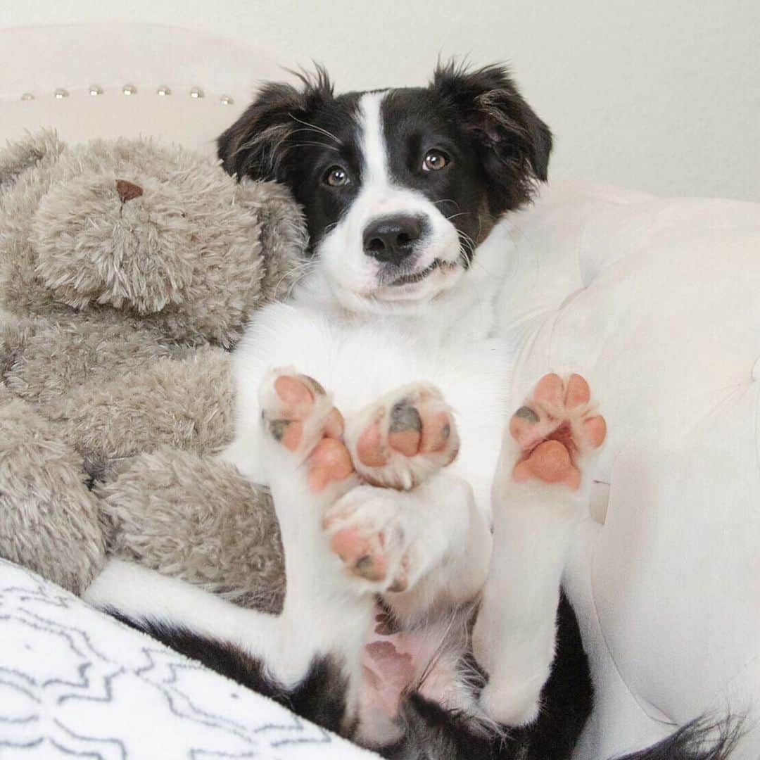 Jazzy Cooper Fostersさんのインスタグラム写真 - (Jazzy Cooper FostersInstagram)「Because you can never have enough toe-beans. 🐾🐾 Swipe to see the behind the scene video. 🧸」6月27日 3時04分 - bordernerd