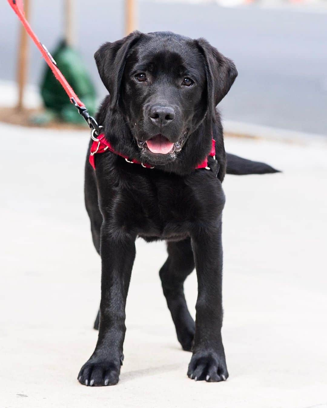 The Dogistさんのインスタグラム写真 - (The DogistInstagram)「Loulou, Labrador Retriever (5 m/o), W 10th & 7th Ave., New York, NY • “She eats all of our shoes, sneakers, and couch cushions. She also takes my underwear.”」6月27日 3時50分 - thedogist