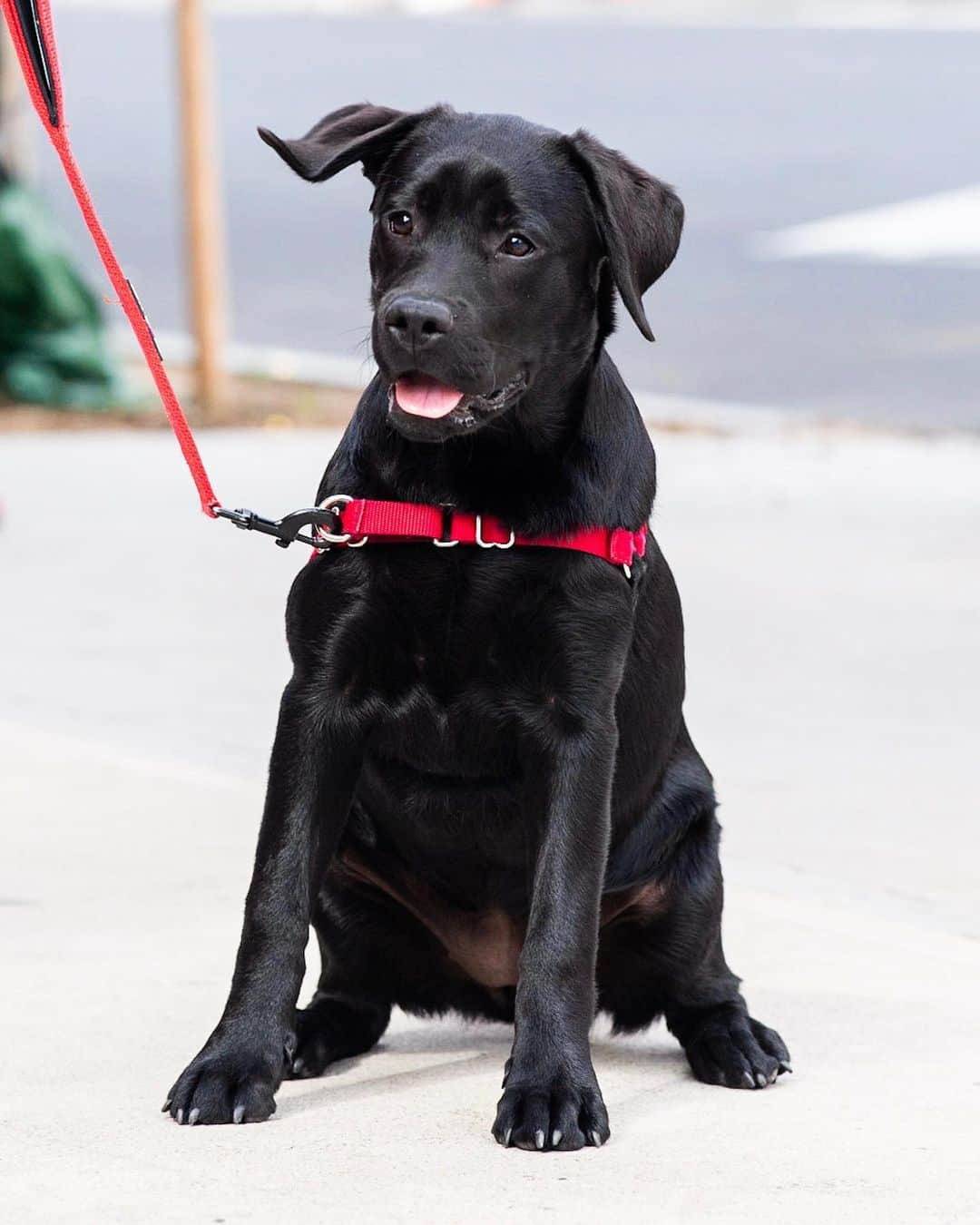 The Dogistさんのインスタグラム写真 - (The DogistInstagram)「Loulou, Labrador Retriever (5 m/o), W 10th & 7th Ave., New York, NY • “She eats all of our shoes, sneakers, and couch cushions. She also takes my underwear.”」6月27日 3時50分 - thedogist