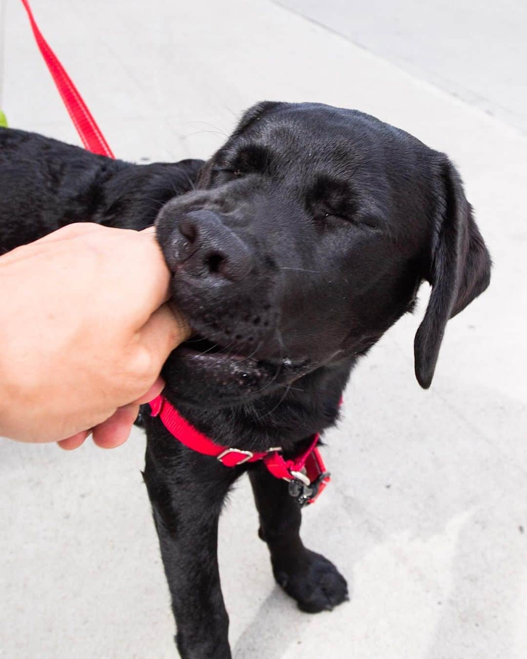 The Dogistさんのインスタグラム写真 - (The DogistInstagram)「Loulou, Labrador Retriever (5 m/o), W 10th & 7th Ave., New York, NY • “She eats all of our shoes, sneakers, and couch cushions. She also takes my underwear.”」6月27日 3時50分 - thedogist