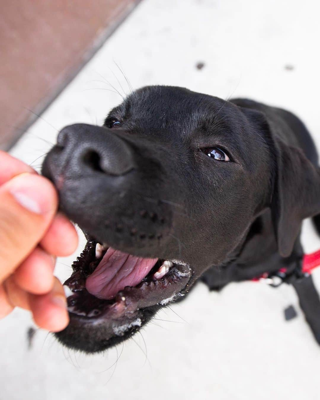 The Dogistさんのインスタグラム写真 - (The DogistInstagram)「Loulou, Labrador Retriever (5 m/o), W 10th & 7th Ave., New York, NY • “She eats all of our shoes, sneakers, and couch cushions. She also takes my underwear.”」6月27日 3時50分 - thedogist