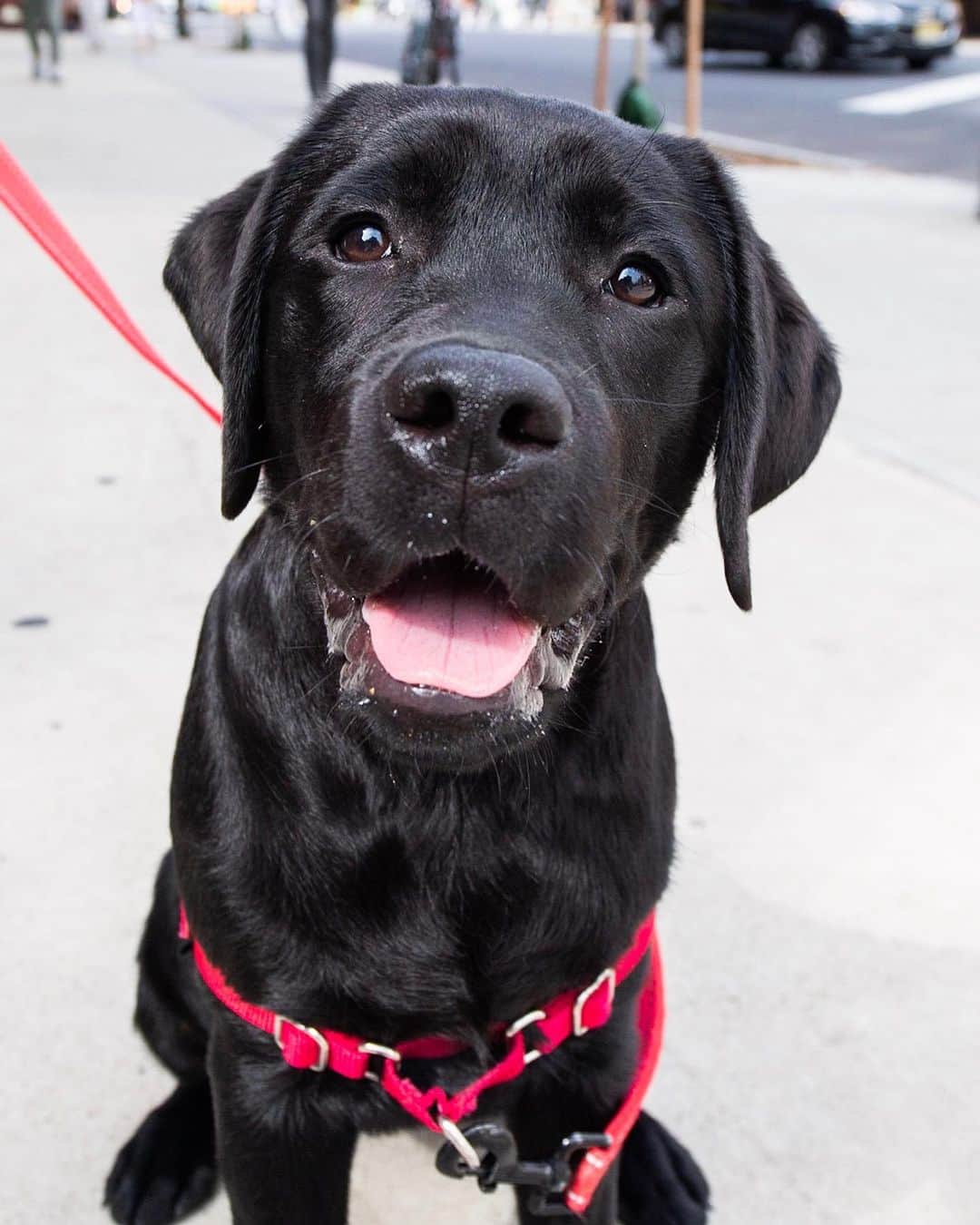 The Dogistさんのインスタグラム写真 - (The DogistInstagram)「Loulou, Labrador Retriever (5 m/o), W 10th & 7th Ave., New York, NY • “She eats all of our shoes, sneakers, and couch cushions. She also takes my underwear.”」6月27日 3時50分 - thedogist