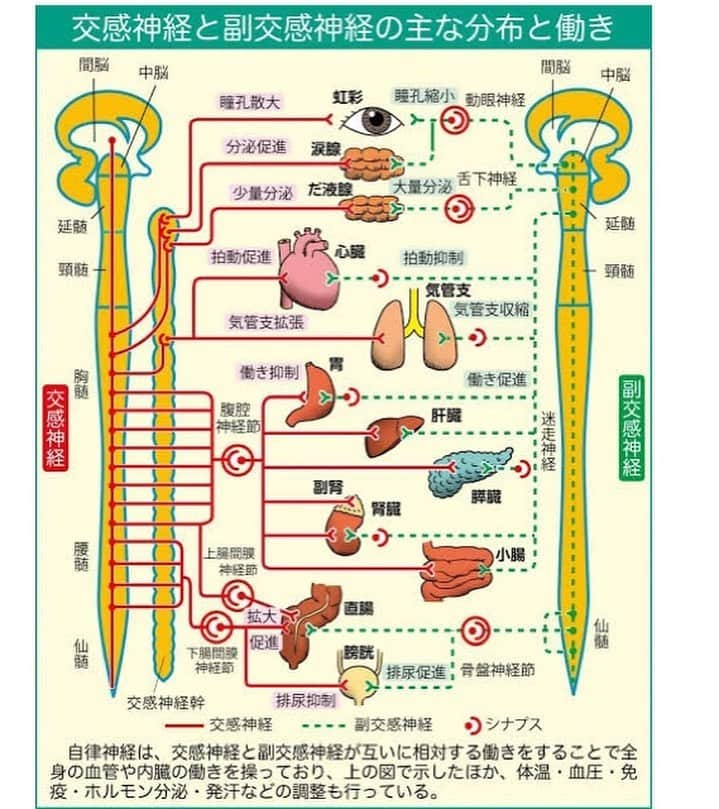 kogao283さんのインスタグラム写真 - (kogao283Instagram)「自律神経のバランスが乱れてしまったら… ・  私たちは疲れて休みたいと思っても仕事したり、 リフレッシュしなくてはと無理して遊んだり、 無理に無理を重ねてしまいがちです😥 ・ 「交感神経」が強く働く状態が続くと、自律神経系から疲弊してしまい、たとえば暖かい部屋に入っても手足は冷たいままで、のぼせている状態が続きます😣 ・ 自律神経失調症とは、 このように自律神経が調整機能を失うことなので 自律神経を正常なバランスに戻すには、 体の摂理に合わせて、 昼間は「交感神経」を優位にして活動し💃 夜は「副交感神経」を優位にして心身を🧖‍♀️ ゆっくり休ませるのが一番で 体を温めることは、 正しいバランスに導くあと押しにもなります🙍‍♀️ 続く、、 ・ ・  プロフィール URL▶︎オンライン予約 . . ■ご予約・お問い合わせ  LINE ｢@kogao283｣ @マーク含む  #体質改善#小顔#小顔矯正#温活#妊活#ビフォーアフター#美乳 #女子力アップ#バージスライン#補正下着#水着#小胸#微乳#痛い#谷間#バストケア#整乳#盛りブラ#脇#バストアップ#貧乳#育乳#エステ#巨乳#ふわふわおっぱい#小顔矯正」6月27日 15時11分 - kogao283