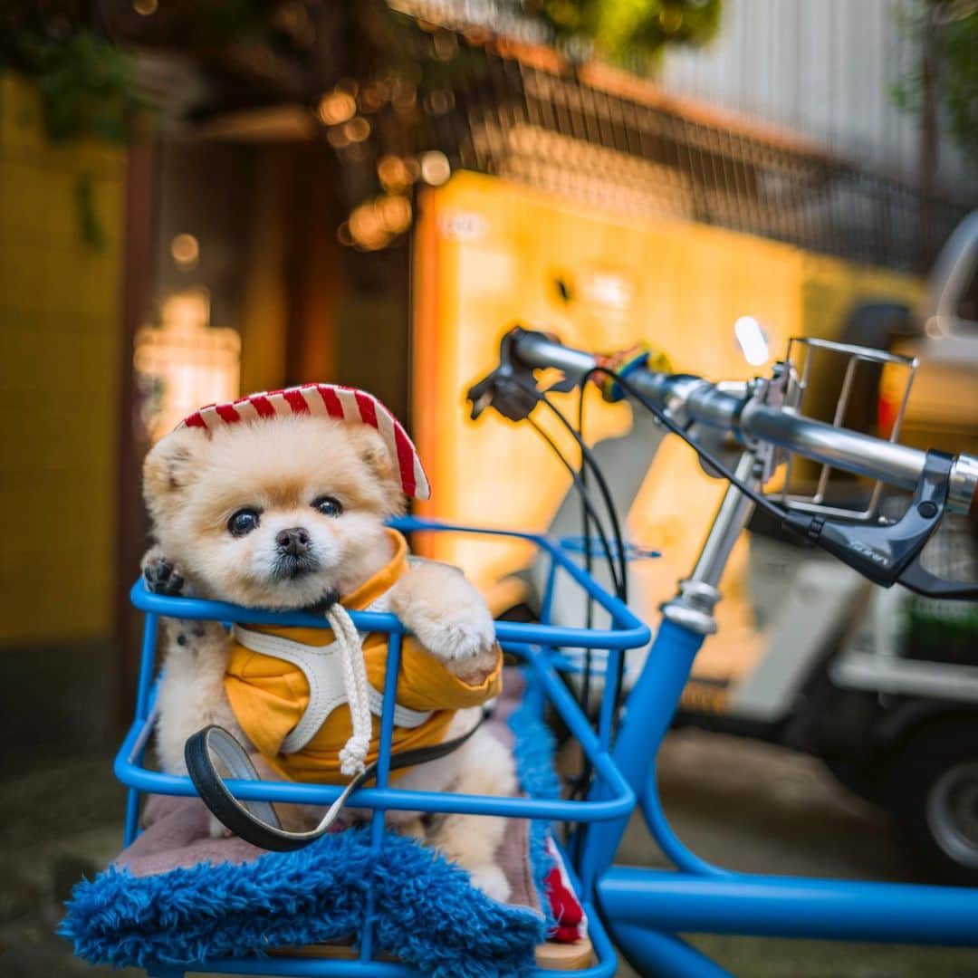 ポテチンさんのインスタグラム写真 - (ポテチンInstagram)「ride on the bike 🚲  #ポテきちライド #青い自転車部」6月27日 14時38分 - pom.potechin
