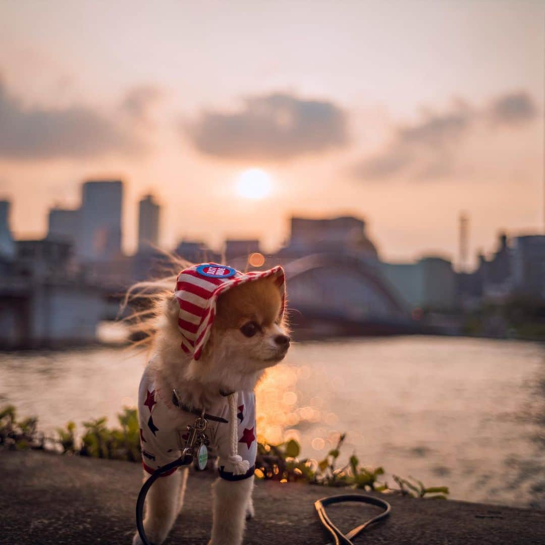 ポテチンさんのインスタグラム写真 - (ポテチンInstagram)「ride on the bike 🚲  #ポテきちライド #青い自転車部」6月27日 14時38分 - pom.potechin