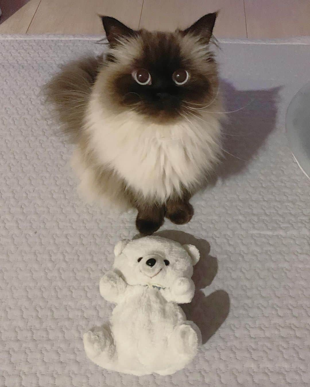 plumeのインスタグラム