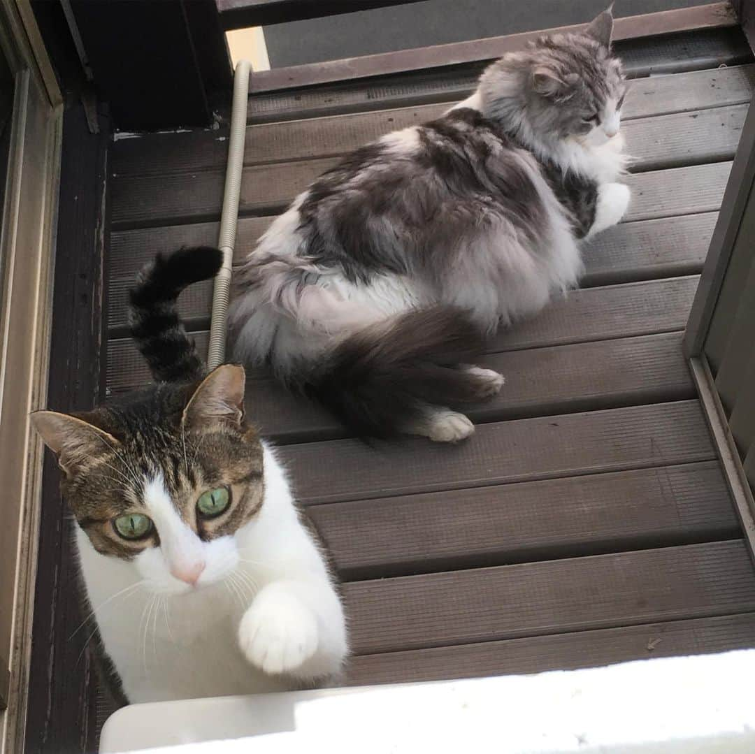 lululukululuさんのインスタグラム写真 - (lululukululuInstagram)「朝のうちの子達😺🌞😺 lulu and kululu 💕 #ねこ#ネコ#猫#cats#おはようございます😃」6月27日 6時28分 - tajitajicat