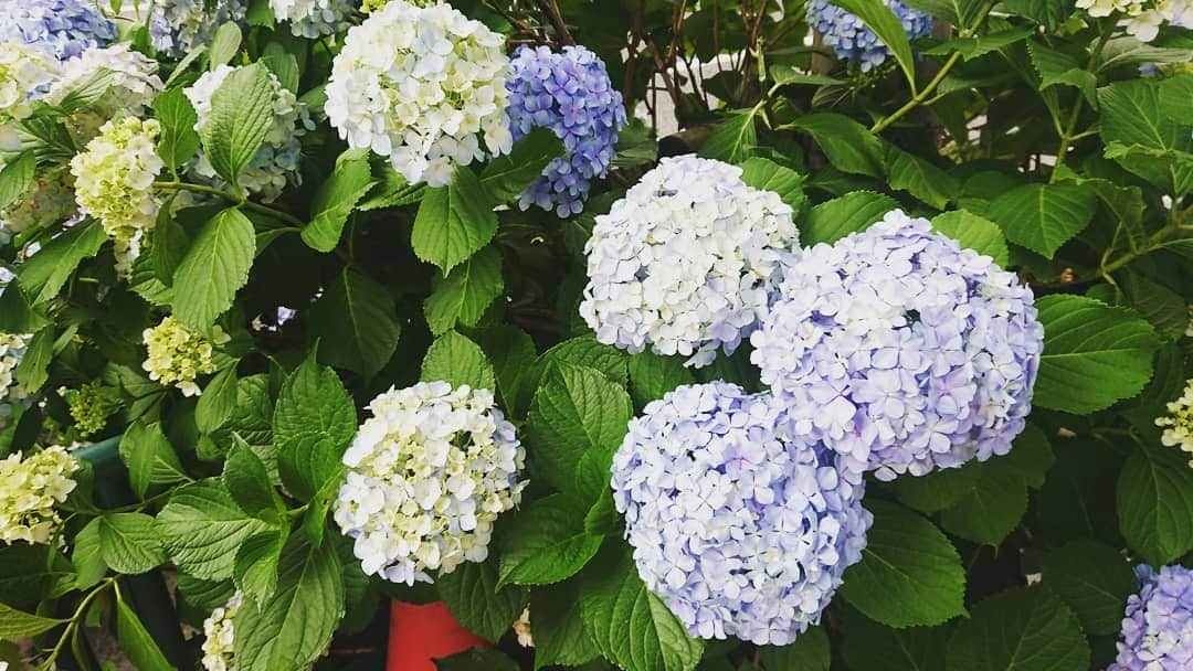 松坂南さんのインスタグラム写真 - (松坂南Instagram)「こちらも紫陽花。好きよね、本当(*≧∀≦*)💕」6月27日 6時51分 - minami_matsuzaka