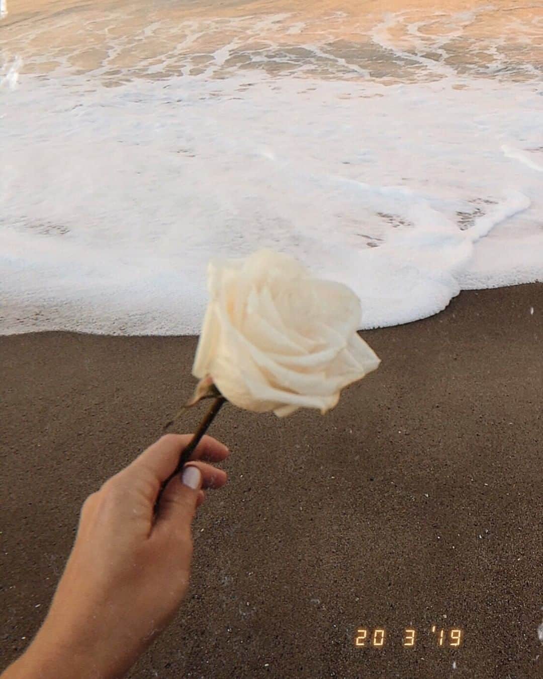 The Horseさんのインスタグラム写真 - (The HorseInstagram)「“She was an intoxicating collection of poems, roses, and stardust” ⠀⠀⠀⠀⠀⠀⠀⠀⠀ ― N.R. Hart⠀⠀⠀⠀⠀⠀⠀⠀⠀ -⠀⠀⠀⠀⠀⠀⠀⠀⠀ Image via @karlycakesss⠀⠀⠀⠀⠀⠀⠀⠀⠀ ⠀⠀⠀⠀⠀⠀⠀⠀⠀ #poem #roses #beach #dreamy」6月27日 7時15分 - the_horse