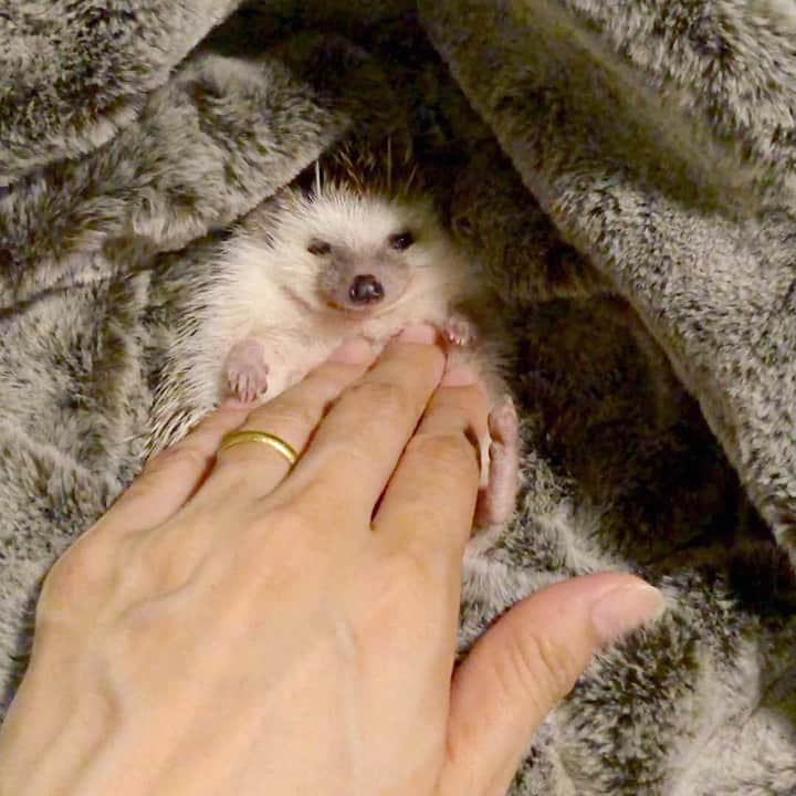 あずきのインスタグラム