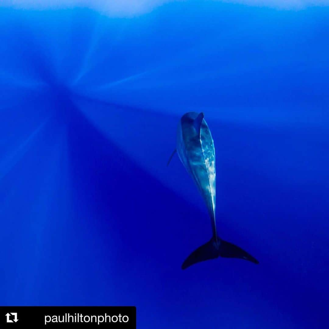 クリスティン・デイヴィスさんのインスタグラム写真 - (クリスティン・デイヴィスInstagram)「@paulhiltonphoto  repost #wednesdaywisdom ・・・ Falling in love We can all experience a feeling of deep admiration and love when we see the great harmony, elegance and beauty of the Earth. A simple branch of cherry blossom, the shell of a snail or the wing of a bat – all bear witness to the Earth's masterful creativity. Every advance in our scientific understanding deepens our admiration and love for this wondrous planet. When we can truly see and understand the Earth, love is born in our hearts. We feel connected. That is the meaning of love: to be at one. Only when we've truly fallen back in love with the Earth will our actions spring from reverence and the insight of our interconnectedness. Yet many of us have become alienated from the Earth. We are lost, isolated and lonely. We work too hard, our lives are too busy, and we are restless and distracted, losing ourselves in consumption. But the Earth is always there for us, offering us everything we need for our nourishment and healing: the miraculous grain of corn, the refreshing stream, the fragrant forest, the majestic snow-capped mountain peak, and the joyful birdsong at dawn. True Happiness is made of love Many of us think we need more money, more power or more status before we can be happy. We're so busy spending our lives chasing after money, power and status that we ignore all the conditions for happiness already available. At the same time, we lose ourselves in buying and consuming things we don’t need, putting a heavy strain on both our bodies and the planet. Yet much of what we drink, eat, watch, read or listen to, is toxic, polluting our bodies and minds with violence, anger, fear and despair. As well as the carbon dioxide pollution of our physical environment, we can speak of the spiritual pollution of our human environment: the toxic and destructive atmosphere we're creating with our way of consuming. We need to consume in such a way that truly sustains our peace and happiness. Only when we're sustainable as humans will our civilization become sustainable. It is possible to be happy in the here and the now. We don't need to consume a lot to be happy; in fact we can live very simply. With mindfulness」6月27日 7時31分 - iamkristindavis