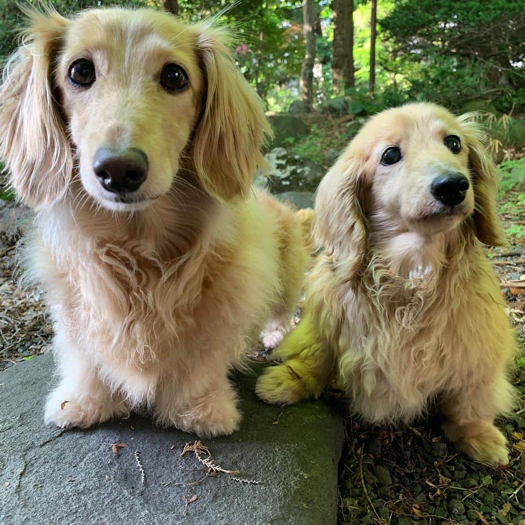 ハッチ＆ニコのインスタグラム：「Good morning ☁️ おはようございます。  #カメラ嫌い同好会 #pecoいぬ部 #犬の生活が第一 #癒しわんこ #dachshund #犬バカ部 #短足部 #ふわもこ部 #tokyocameraclub #東京カメラ部」