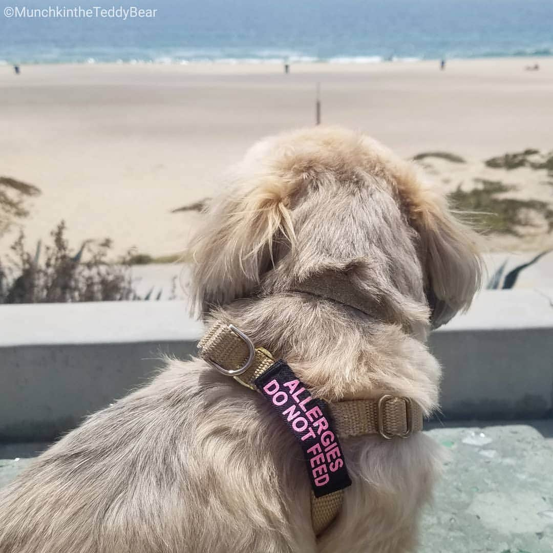 Original Teddy Bear Dogさんのインスタグラム写真 - (Original Teddy Bear DogInstagram)「I got some new harness bling 💖🐶 #NakeyMunchkin #NakeyWednesday * *PSA* Since we did a food allergy test and learned I've got some allergies (milk, rice, turkey, peas, corn, barley) mom switched me to new food and matching treats, and I need to go 8-12 weeks eating nothing else to get any previous stuff out of me and see how I do on the new food. I started this many weeks back, but about 2 weeks into it we were out on a walk and a lady gave me a couple treats (yay me!) so fast before mom even saw it happening. Because of this we had to start the clock all over again! 🙄 You know us pups loovvee getting treats, but you never know if a pup has allergies and if you could harm them or cause them discomfort by giving them a treat. Always ask their human before giving any pup any treats! 🐶」6月27日 7時43分 - munchkintheteddybear