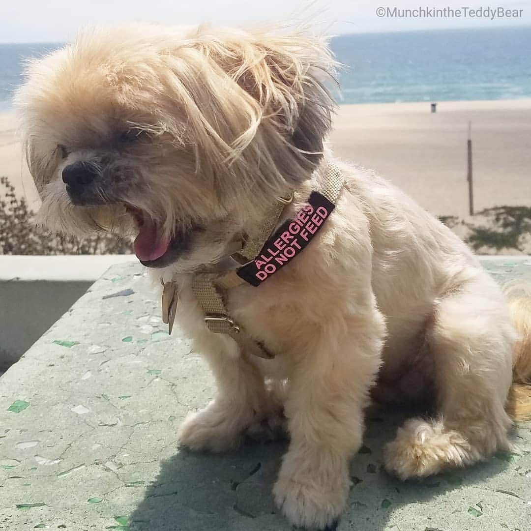 Original Teddy Bear Dogさんのインスタグラム写真 - (Original Teddy Bear DogInstagram)「I got some new harness bling 💖🐶 #NakeyMunchkin #NakeyWednesday * *PSA* Since we did a food allergy test and learned I've got some allergies (milk, rice, turkey, peas, corn, barley) mom switched me to new food and matching treats, and I need to go 8-12 weeks eating nothing else to get any previous stuff out of me and see how I do on the new food. I started this many weeks back, but about 2 weeks into it we were out on a walk and a lady gave me a couple treats (yay me!) so fast before mom even saw it happening. Because of this we had to start the clock all over again! 🙄 You know us pups loovvee getting treats, but you never know if a pup has allergies and if you could harm them or cause them discomfort by giving them a treat. Always ask their human before giving any pup any treats! 🐶」6月27日 7時43分 - munchkintheteddybear