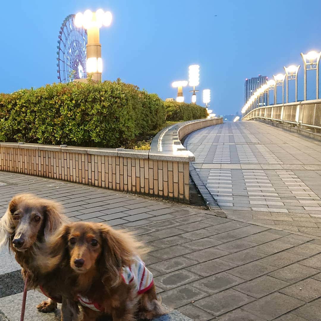 くるみんのインスタグラム：「* 6月2日 仕事がお台場だったので、迎えに来てもらうついでに2ワンの散歩🐶🐶🐾 *  家周辺の散歩は気が進まないこむぎさん 車で違う場所に行くと、別犬のように元気良く歩く  #ミニチュアダックスフンド #ミニチュアダックス #ミニチュアダックスフント #イザベラタン #イザベラ #カニンヘンダックスフント #カニンヘン #カニンヘンダックス #カニンヘンダックスフンド #チョコタンダックス #チョコタン #ダックス多頭飼い #ダックスフント #ダックスフンド #ダックス #お台場 #夢の大橋 #わんこなしでは生きていけません会 #ワンコなしでは生きて行けません会 #いぬばか部 #いぬすたぐらむ #短足部 #all_dog_japan #east_dog_japan #dachshundgram #dachshund #dogstagram #instagramdog #instadachs #todayswanko」