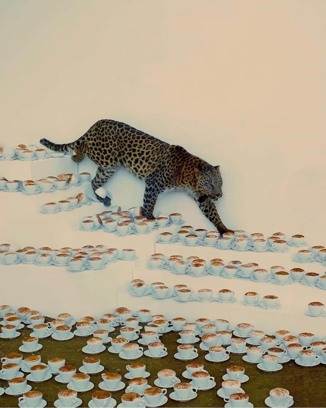 ジャーダン・ミラーのインスタグラム：「Today’s mood: ☕️🐆 #Art by Paola Pivi」