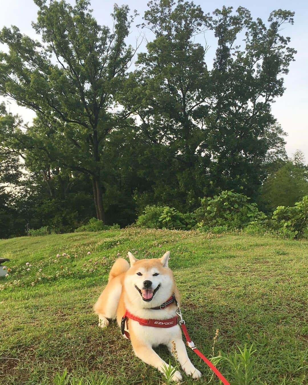 てんパパさんのインスタグラム写真 - (てんパパInstagram)「これから天気下り坂らしいけど、朝は晴れてた。 家から出たときは空気ひんやり感じだけど、歩いてると蒸し暑く感じる。 丘の上まで行くと、てんこは地面に伏せて自主休憩に入った。 #朝んぽ #丘の上のてん #自主休憩 #自主てんこ #上ったら下る #今日も世界は美しい」6月27日 7時55分 - tenchan.shiba