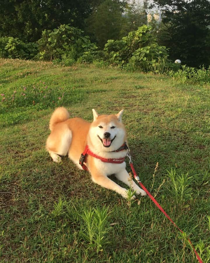 てんパパのインスタグラム