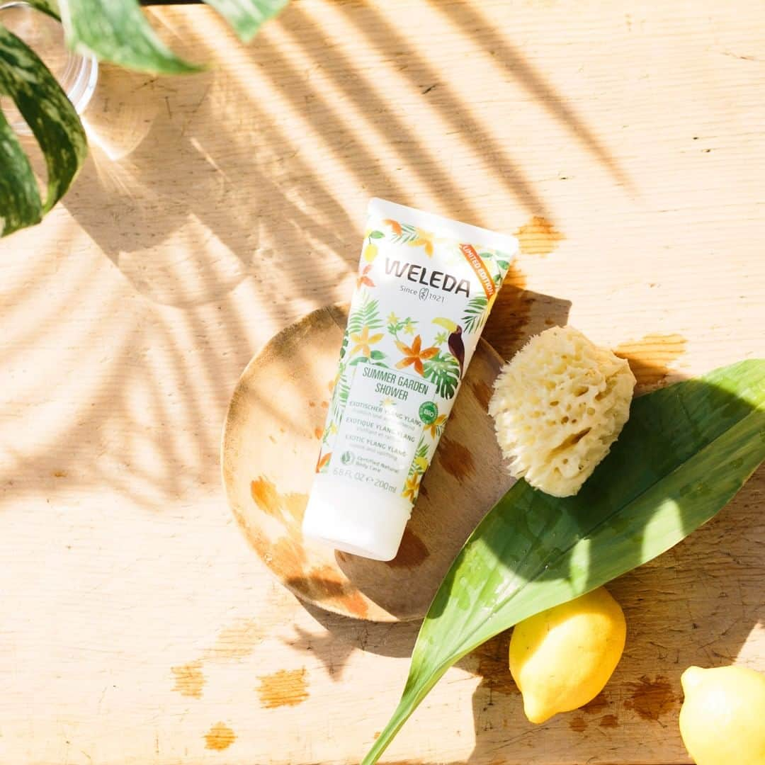 ヴェレダ Weleda Japanさんのインスタグラム写真 - (ヴェレダ Weleda JapanInstagram)「【6月27日新発売！夏期限定サマーガーデンシャワー】  肌をやさしく洗い上げるクリーミーボディウオッシュシリーズに、夏限定の香りが登場！  甘美なイランイランを中心にした、フレッシュでエキゾチックな香り。 オーガニックゴマ油が配合された植物由来のボディウォッシュで、肌を乾燥から防いでしっとり、すべすべにやさしく洗い上げます。  夏にぴったり、爽やかだけど、洗いすぎずにしっとりお肌へ。 店舗限定、数量限定ですので、お早めに♪  ヴェレダのサマーガーデンに深く包み込まれるような、 アロマティックなシャワータイムを！ ※ヴェレダ直営店・公式オンラインショップ・LOFT限定 ※その他の店舗ではお取り扱いございません。 ・・・・・・・・・・・・・・・・・・・・・・・・・・・・ 「サマーガーデンシャワー」　 200mL 1,800円＋税 ・・・・・・・・・・・・・・・・・・・・・・・・・・・・ #ヴェレダ #WELEDA #オーガニック #オーガニックコスメ #アントロポゾフィー #人智学 #植物療法 #シュタイナー #ホリスティック #ナチュラル #ボディケア #スキンケア #保湿 #ボディ洗浄料 #乾燥 #夏季限定 #限定発売 #夏 #ボディウォッシュ #すっきり #サマーガーデン #イランイラン #ゴマ油 #しっとり #スキンケア」6月27日 8時02分 - weleda_japan