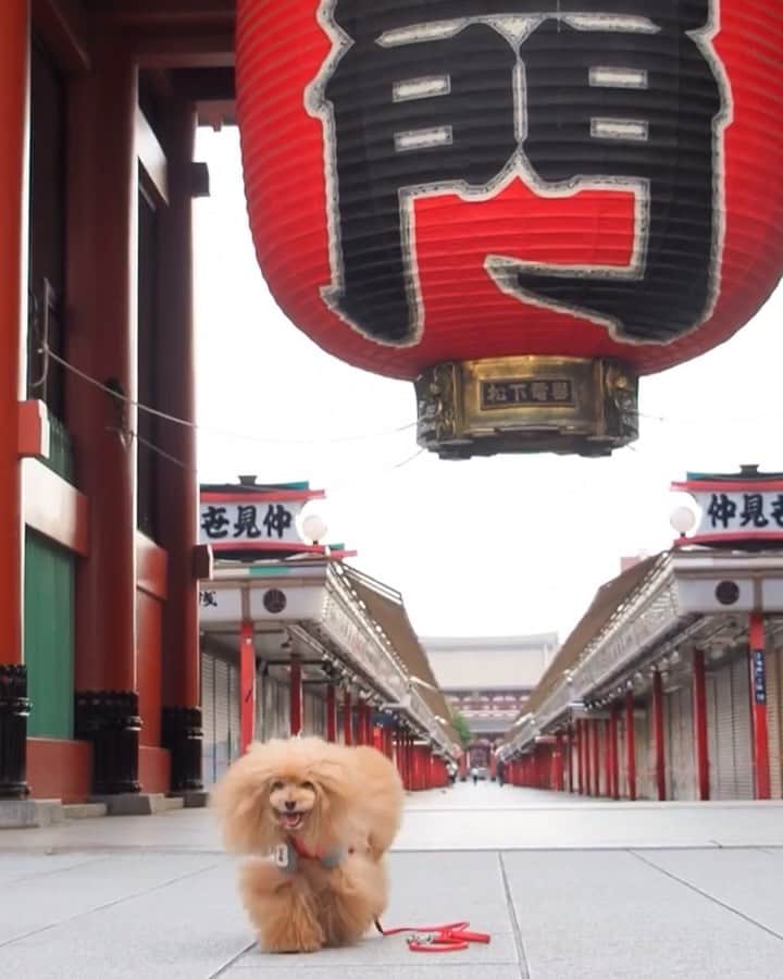 Toypoodle Mikuru?Asakusa Tokyoのインスタグラム：「20190627 Thursday. Good morning! Friends 🥰 下町の朝は蒸してます🥵 . ❶ 雷門下午前5時30分動画 ❷ 浅草寺宝蔵門前で桃尻タイム ❸ 仲見世通り ❹ リッキーとあやぷぅとみくる ❺ 雷門で待ってるよ ❻ オマケのストーリーズ動画 . みくる地区 夕方には雨予報 今夜お散歩できるかなぁ？😥 . #雷門 #浅草寺 #下町 あさんぽ」