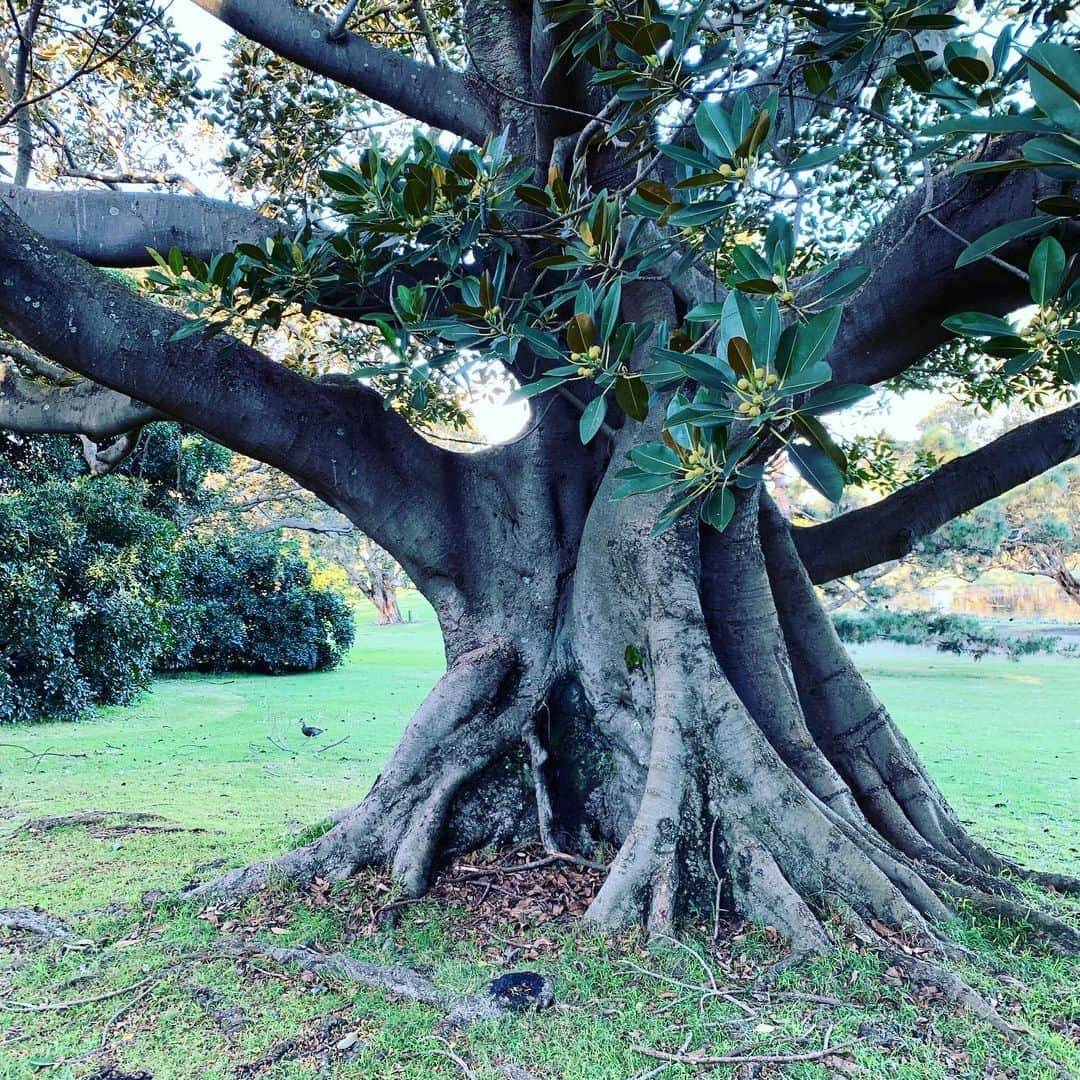 ボーイ・ジョージさんのインスタグラム写真 - (ボーイ・ジョージInstagram)「#Trees #Nature #Australia #Life #healthylifestyle」6月27日 8時24分 - boygeorgeofficial