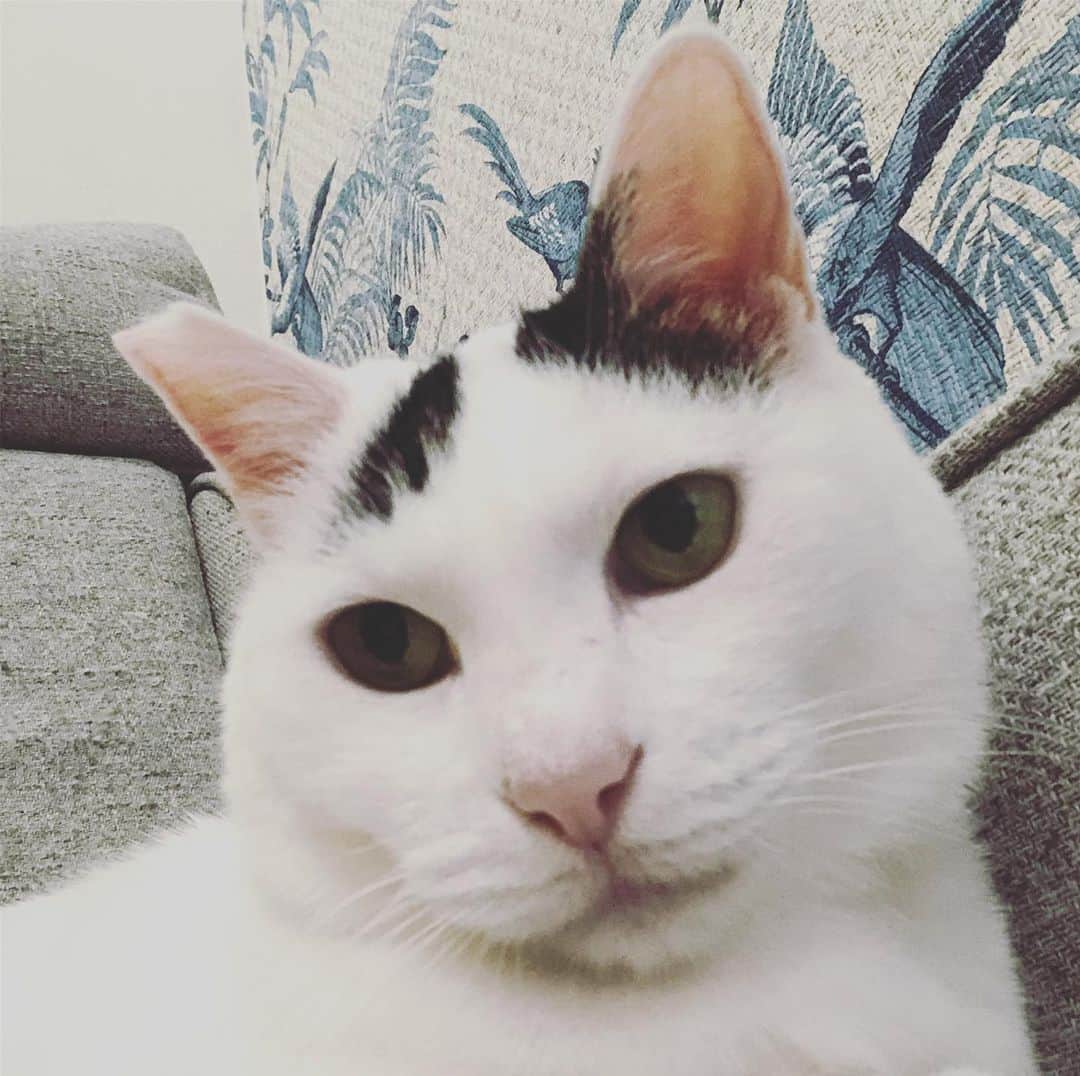 Siznaのインスタグラム：「#dura #cat #づら #猫 #sizna #雑種 #元地域猫 #ヅラ #ヅラ猫 #ヅラ猫部 #にゃんスタグラム #猫変態を増やそうの会 #おはづら」