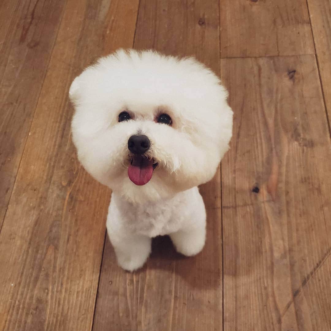 neokazumiのインスタグラム：「﻿ ぐっもーにん🐕﻿ 今日もお仕事頑張ろうね ﻿ ねおくんはトイプードルです 🐕 ・ ・ #トイプードル#トイプードルホワイト#ねおくん#犬のいる暮らし#いぬすたぐらむ#犬がすき#ふわふわした白い丸いものがすき#愛」