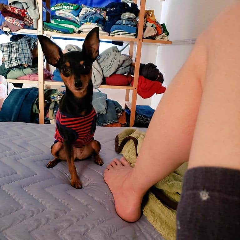 小田原ドラゴンさんのインスタグラム写真 - (小田原ドラゴンInstagram)「何かを訴えてる犬。 #ミニチュアピンシャー #ミニピン #犬 #ちょんぴー」6月27日 8時38分 - odawaradoragon