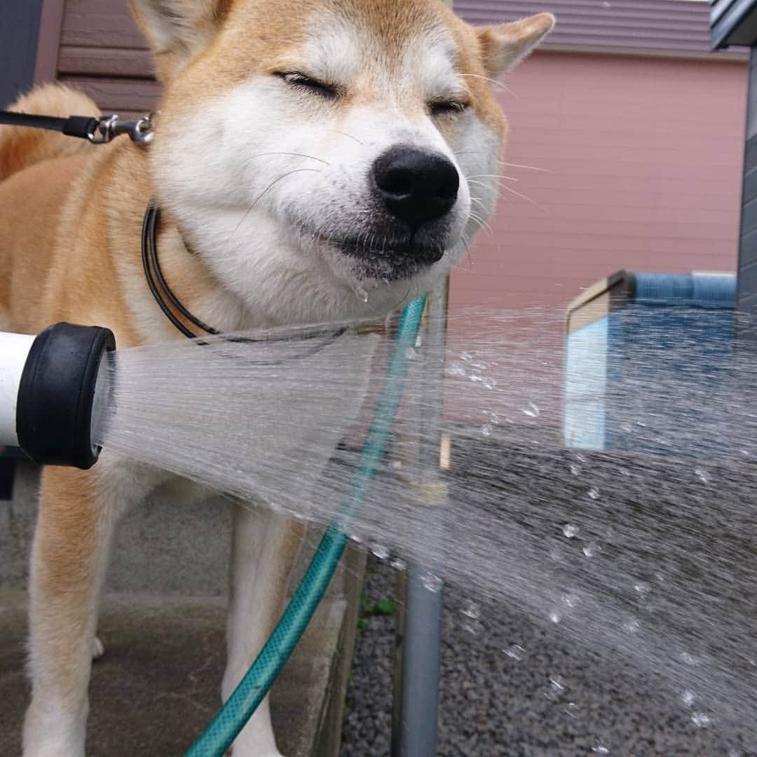 柴犬⭐️サスケさんのインスタグラム写真 - (柴犬⭐️サスケInstagram)「おはわん #柴犬#赤柴#柴北会#ふわもこ部 #犬ら部 #🐶#🐶📷 #pecoいぬ部 #shibagram」6月27日 8時42分 - shiba20150405