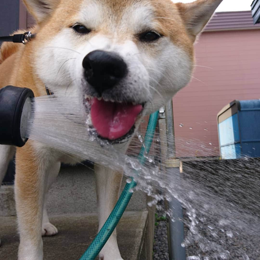 柴犬⭐️サスケさんのインスタグラム写真 - (柴犬⭐️サスケInstagram)「おはわん #柴犬#赤柴#柴北会#ふわもこ部 #犬ら部 #🐶#🐶📷 #pecoいぬ部 #shibagram」6月27日 8時42分 - shiba20150405