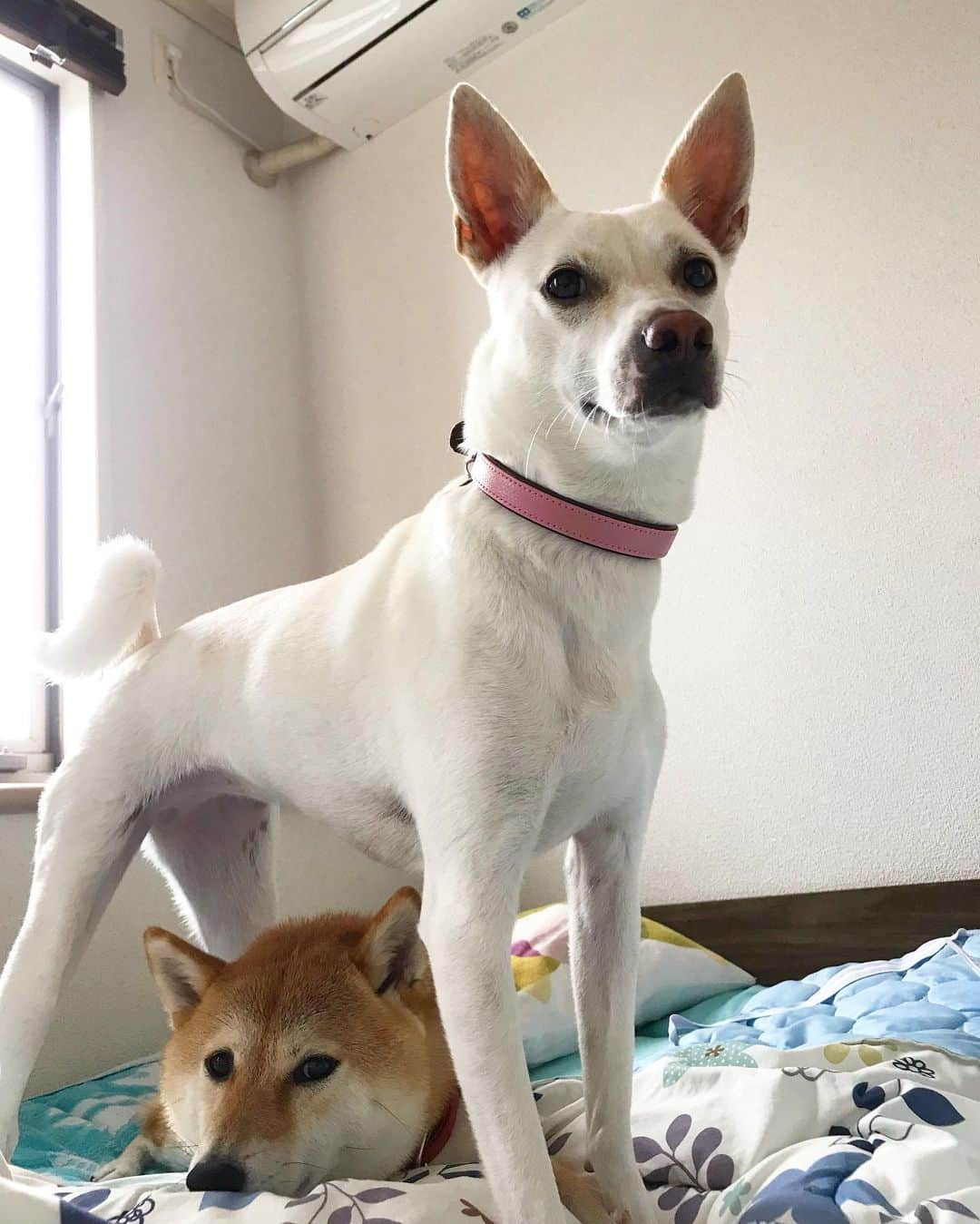 柴犬ハル&保護犬すずさんのインスタグラム写真 - (柴犬ハル&保護犬すずInstagram)「🐕🐐 . 「みなさん！ 台風が接近しています☔️ 雨風が強くなってきたら、 屋根がある、安全な場所に逃げましょう🏠」 . #あまたつーー！ #すずたつーー！ #ハルを雨風から守るすず #ハルのことが好きすぎて #何処にも行って欲しくない時にするポーズ #布団はしまむら😂😂 . #柴犬#柴#kagoshima#dog#puppy#shibainu#shibastagram#いぬバカ部#family#鹿児島#赤柴#雑種#天文館#日本犬#保護犬を家族に#保護犬#元保護犬#家族#しまむら」6月27日 8時47分 - haruharu040777