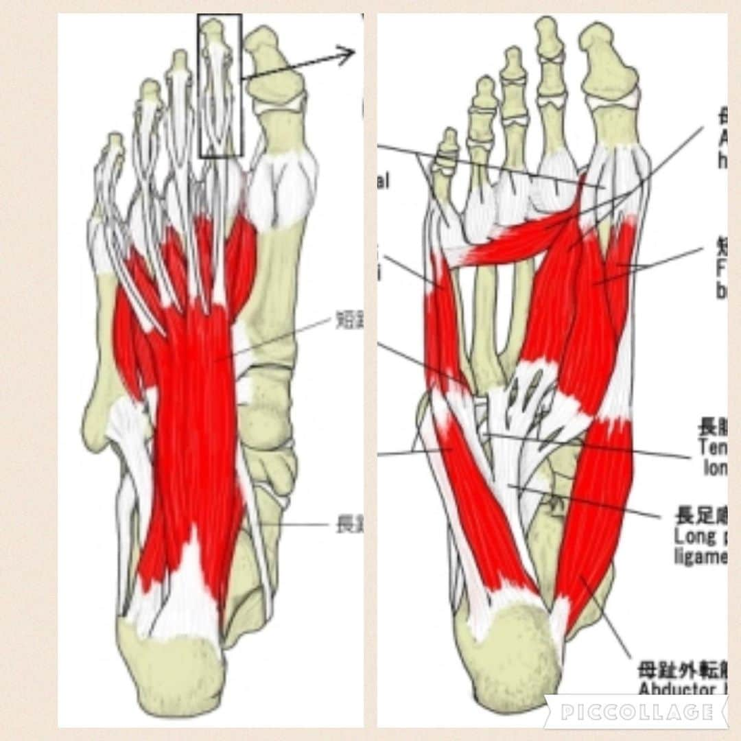 兼子ただしさんのインスタグラム写真 - (兼子ただしInstagram)「最近のNEWトレーニング 『裸足』 足裏の筋肉と、 足根関節の強化に効果あり。 また足裏感覚受容器『メカノセレプター』に刺激が入り、全身のバランス（平衡感覚）も研ぎ澄まされる。※メカノレセプター 足裏に存在する感覚受容器で主に姿勢制御の機能を持つ。  足裏の筋と神経の機能向上、 ここをレベルアップすることは、意外と重要だ。  #兼子ただし #理学療法 #ironman #足裏#裸足」6月27日 9時09分 - kanekostretch