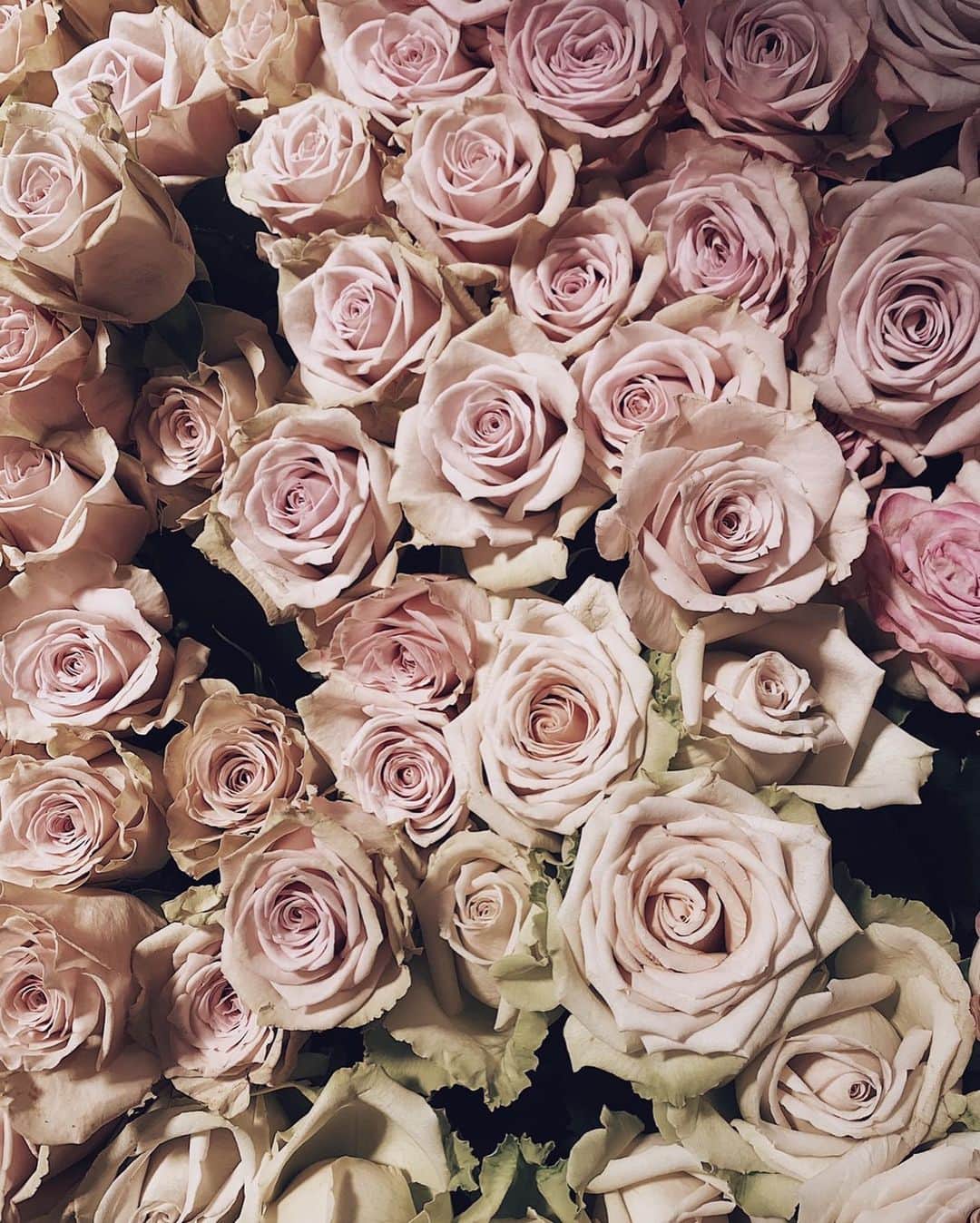 脱毛専門サロンlacoco/ラココのインスタグラム：「... with lots of love🌹  #LACOCO #ラココ #lacocosalon #脱毛サロン #脱毛 #全身脱毛 #ルミクス脱毛 #SHR方式 #LUMIXA9 #beauty #love #rose」