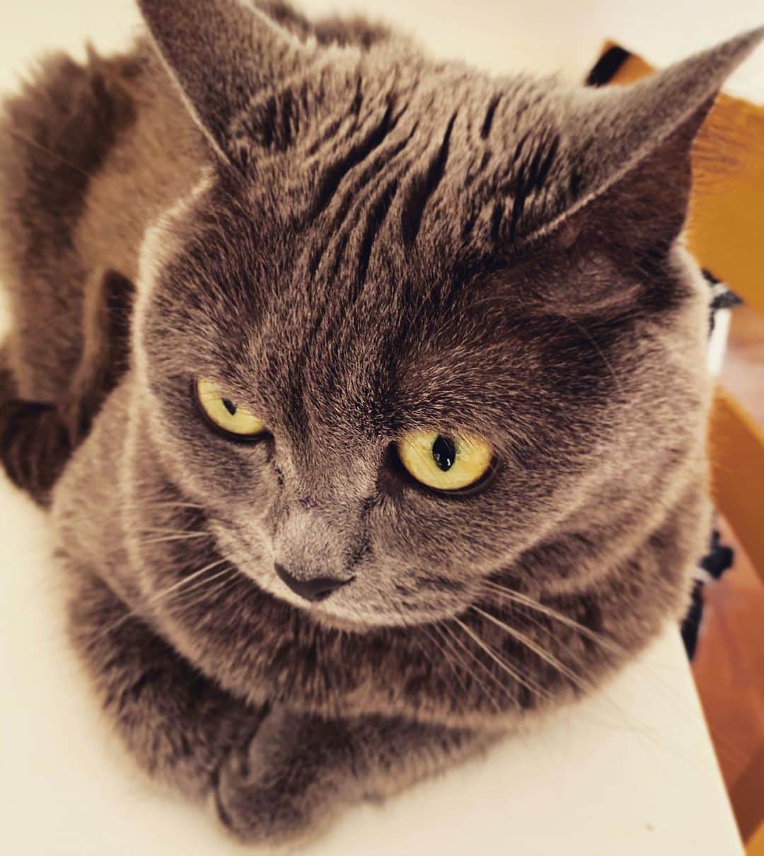 チキン南蛮カレーのルウ王子のグルメインスタ